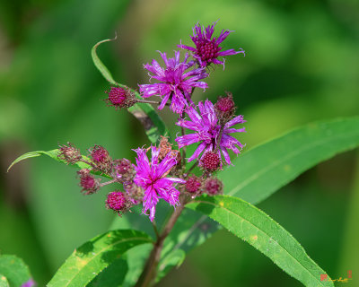New York Ironweed or Vein-leaf Hawkweed (Vernonia noveboracensis) (DFL1001)