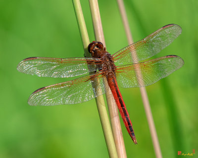 Golden-winged Skimmer Dragonfly (Libellula auripennis) (DIN0309)