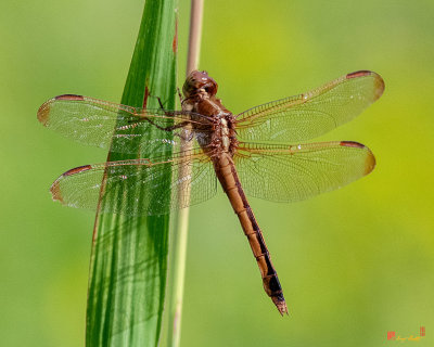 Golden-winged Skimmer Dragonfly (Libellula auripennis) (DIN0311)