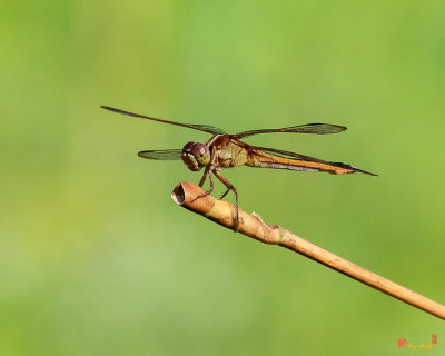 Golden-winged Skimmer Dragonfly (Libellula auripennis) (DIN0312)