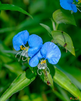 Erect Dayflower (Commelina erecta) (DFL1005)