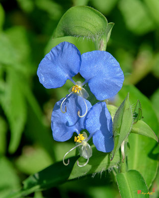 Erect Dayflower (Commelina erecta) (DFL1006)