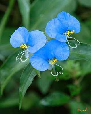 Erect Dayflower (Commelina erecta) (DFL1007)