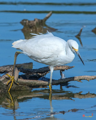 Snowy Egret (Egretta thula) (DMSB0177)