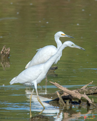 Snowy Egret (Egretta thula) (DMSB0183)