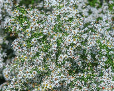 Calico Aster or Starved Aster (Symphyotrichum lateriflorum) (DFL1012)