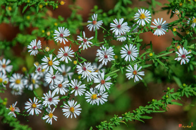 Calico Aster or Starved Aster (Symphyotrichum lateriflorum) (DFL1015)