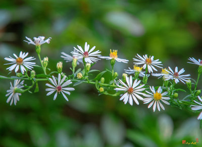 Calico Aster or Starved Aster (Symphyotrichum lateriflorum) (DFL1016)