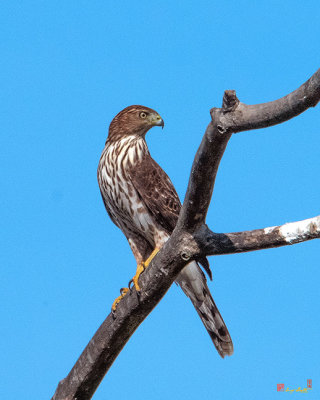 Cooper's Hawk (Accipiter cooperii) (DRB0265)