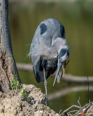 Great Blue Heron Scratching (Ardea herodias) (DMSB0212)