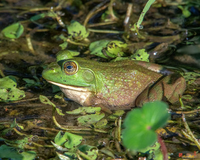American Bullfrog (Lithobates catesbeianus) (DAR037)