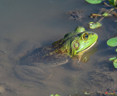 American Bullfrog (Lithobates catesbeianus) (DAR044)