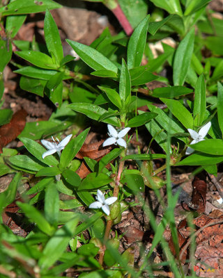 Virginia Buttonweed or Buttonweed (Diodia virginiana) (DFL1025)