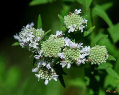 Virginia Mountain-mint (Pycnanthemum virginianum) (DFL1032)