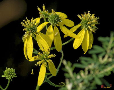Wingstem Flowers (Actinomeris alternifolia) (DFF0056)