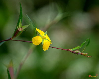 Willow Primrose or Wingleaf Primrose-willow (Ludwigia decurrens) (DFL1041)