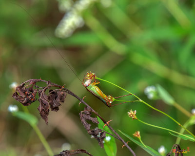 Black-legged Meadow Katydid (Orchelimum nigripes) (DIN0317)