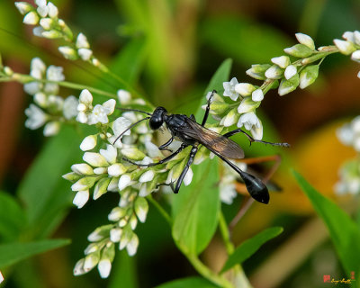 Thread-waisted Wasp (Eremnophila aureonotata) (DIN0319)