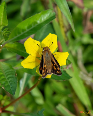 Sachem Skipper (Atalopedes campestris) (DIN0320)