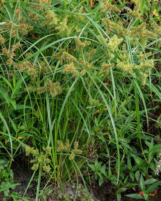 False Nutsedge or Straw-colored Flatsedge (Cyperus strigosus) (DFL1044)