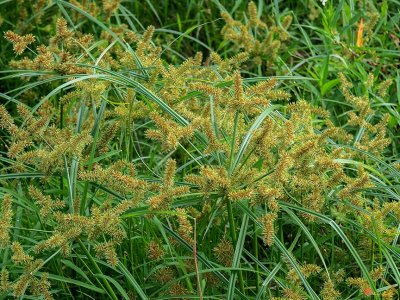 False Nutsedge or Straw-colored Flatsedge (Cyperus strigosus) (DFL1045)