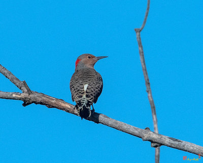 Northern Flicker or Common Flicker (Colaptes auratus) (DSB0353)