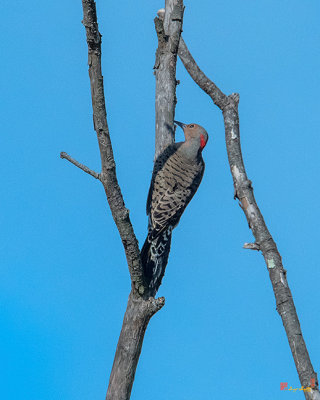 Northern Flicker or Common Flicker (Colaptes auratus) (DSB0354)