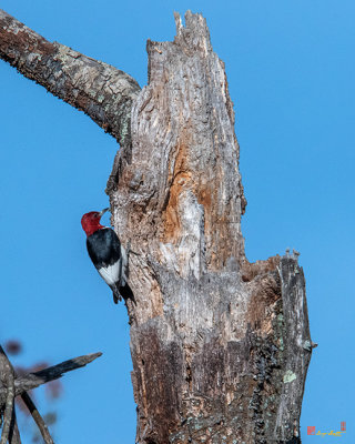 Red-headed Woodpecker (Melanerpes erythrocephalus) (DSB0355)
