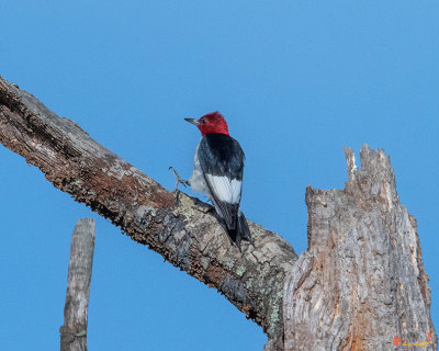 Red-headed Woodpecker (Melanerpes erythrocephalus) (DSB0356)