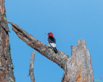 Red-headed Woodpecker (Melanerpes erythrocephalus) (DSB0357)
