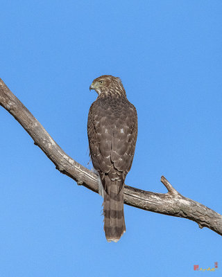 Cooper's Hawk (Accipiter cooperii) (DRB0267)