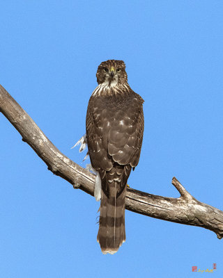 Cooper's Hawk (Accipiter cooperii) (DRB0269)