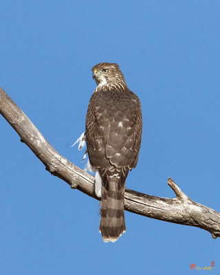 Cooper's Hawk (Accipiter cooperii) (DRB0270)