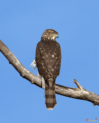 Cooper's Hawk (Accipiter cooperii) (DRB0271)