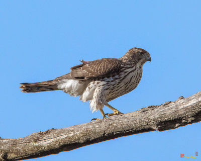 Cooper's Hawk (Accipiter cooperii) (DRB0273)