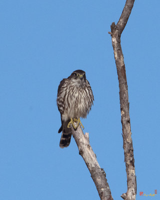 Coopers Hawk Ruffling Feathers (Accipiter cooperii) (DRB0276)
