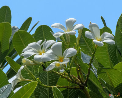 Plumeria or Frangipani (Plumeria sp.) (DTHB0053)