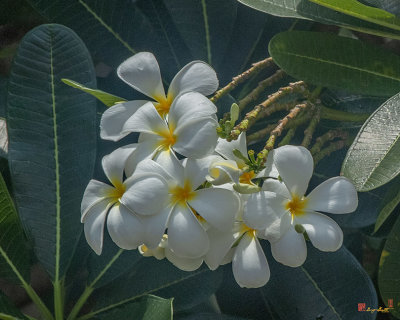 Plumeria or Frangipani (Plumeria sp.) (DTHB0105)