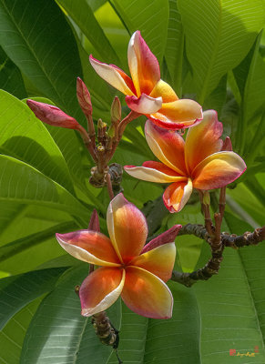 Plumeria or Frangipani (Plumeria sp.) (DTHB0106)