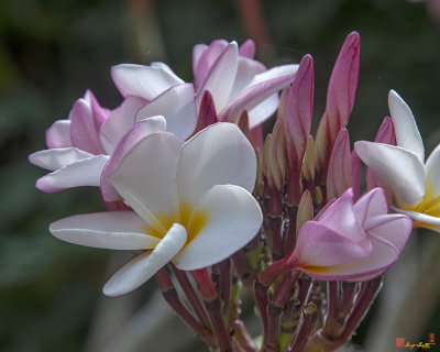 Plumeria or Frangipani (Plumeria sp.) (DTHN0280)