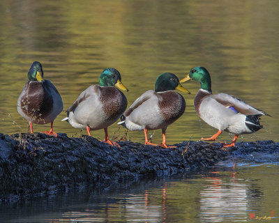 Mallard Ducks All in a Row (Anas platyrynchos) (DWF0204)