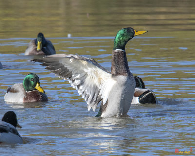 Mallard Drake Flapping His Wings (Anas platyrynchos) (DWF0205)