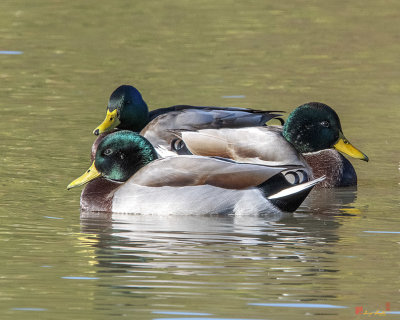 Mallard Drakes (Anas platyrynchos) (DWF0206)