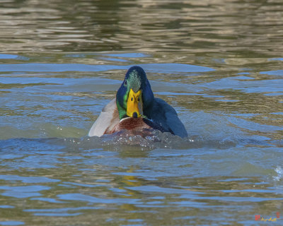 Mallard Drake Power Swimming (Anas platyrynchos) (DWF0207)