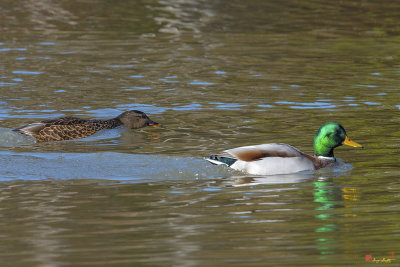 Mallard Pair Power Swimming (Anas platyrynchos) (DWF0209)