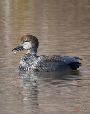 Male Common Gadwall (Anas strepera) (DWF0226)