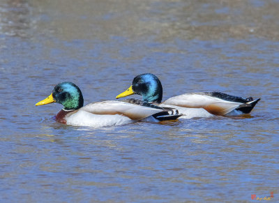 Mallard Drakes (Anas platyrynchos) (DWF0228)