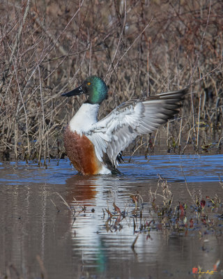 Male Northern Shoveler Drying off after Bathing (Anas clypeata) (DWF0235)