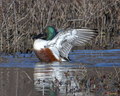 Male Northern Shoveler Drying off after Bathing (Anas clypeata) (DWF0236)