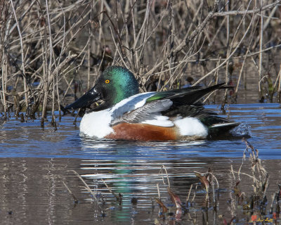 Male Northern Shoveler Drying off after Bathing (Anas clypeata) (DWF0237)